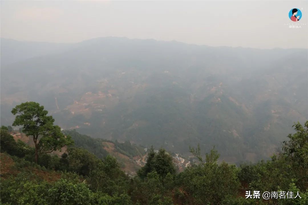 冰岛老寨大秋茶园的茶是真的吗,冰岛五寨之一糯伍什么口感