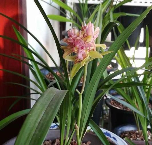 兰花盆栽适合放室外还是室内,盆栽兰花可以淋雨吗