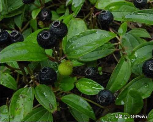 童年吃的野果视频,童年回忆农村人最爱的6大野果