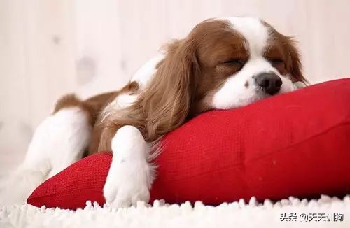 狗狗喷射状呕吐,狗狗呕吐怎么办如何解决