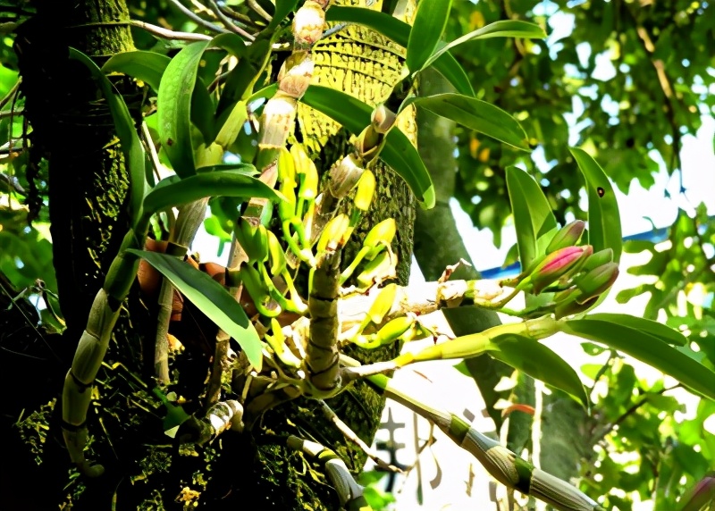 石斛一般多少一斤,石斛种植方法盆栽