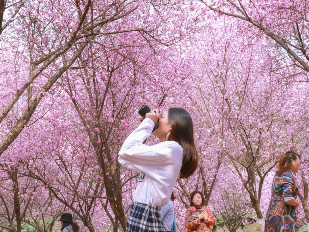 成都春游好去处周末 (成都周边周末春游推荐)