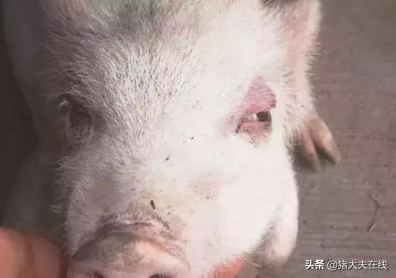 蓝耳啊，你让猪如何是好？