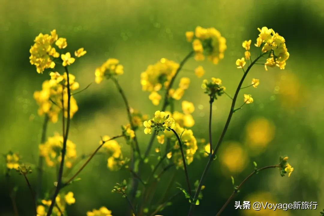 旅行民宿春天赏花,附近哪里有赏花民宿