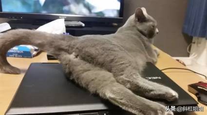 国外一只猫每天自己外出,国外一只猫经常露出奇怪表情