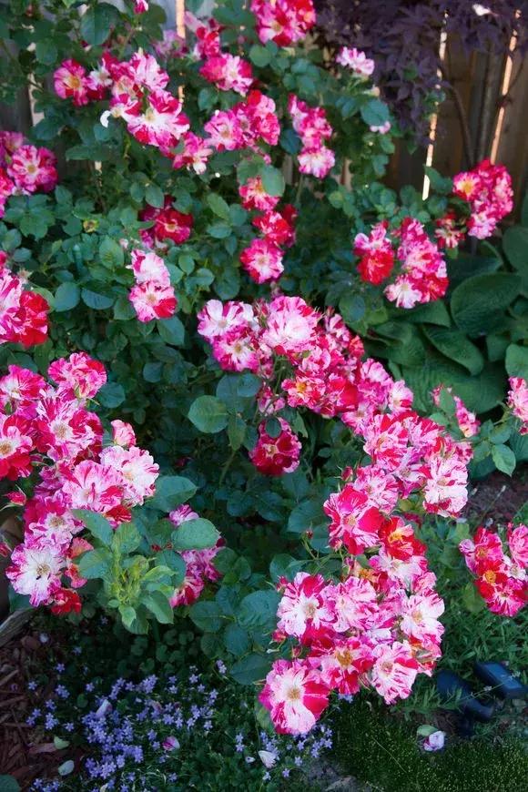 藤本月季秋季怎么修剪才会花墙,最丰花多季开花的藤本月季