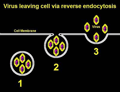 科普病毒如何入侵人体,病毒在体内的繁殖过程