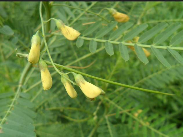 105种野草图片大全,105种野草的图片功效与作用