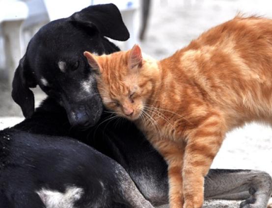 中国人吃猫狗是常态？美国中学被曝用贬损语言描述中国文化