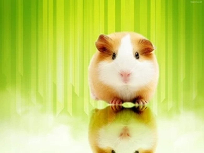 龙猫怎么养新手教程,龙猫饲养方法如何饲养龙猫