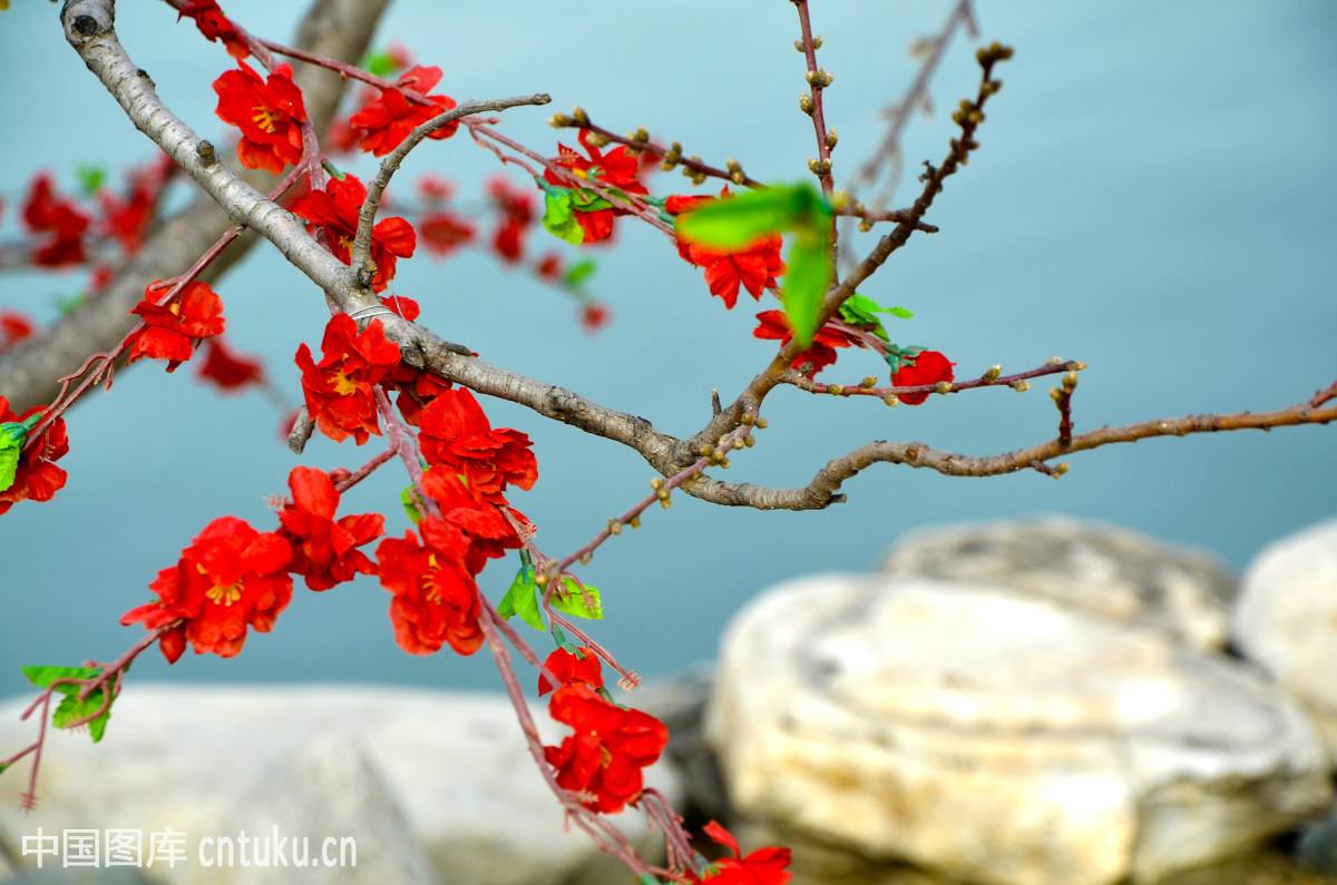 腊梅赏梅,腊梅观赏季节和观赏特点