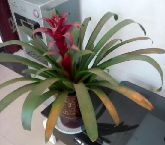 鸿运当头叶子发黄怎么回事,鸿运当头叶子发黄了什么原因