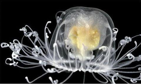 灯塔水母真的有不死之身,千年不死的灯塔水母