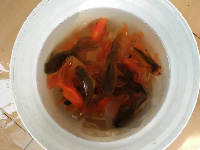 小鱼缸养金鱼的正确方法,想要养好小金鱼怎么办