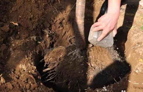 果树出现弱芽或隐芽如何补救,果树出冬芽怎么处理