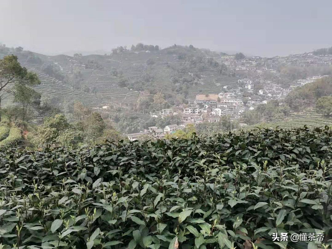 西湖龙井最全知识点,西湖龙井知识点大全