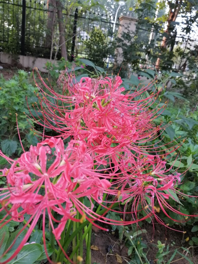 黄泉路上最美的风景，总能触动我内心最敏感的神经