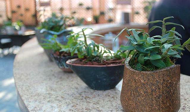 工作闲暇之余喜欢养花草养狗,工作空闲养花