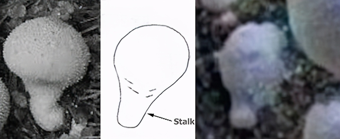 火星上的蘑菇,“外星人”的招呼,历史上5大误解的外星生命信号