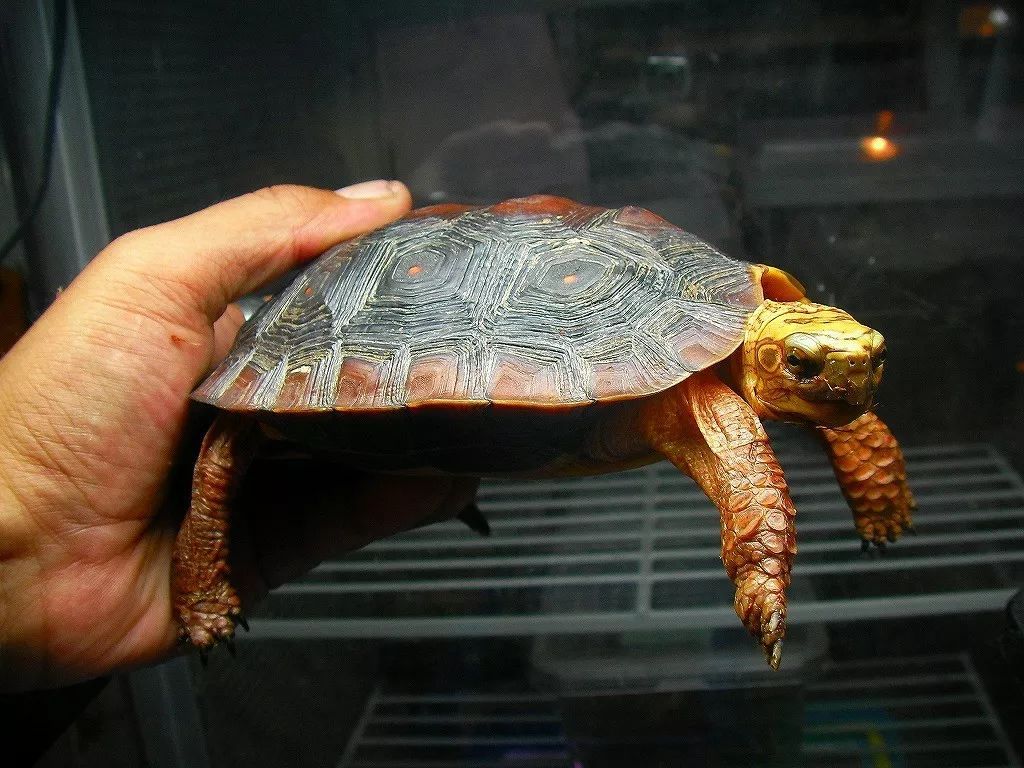 卢比达山龟介绍,卢比达山龟保护级别