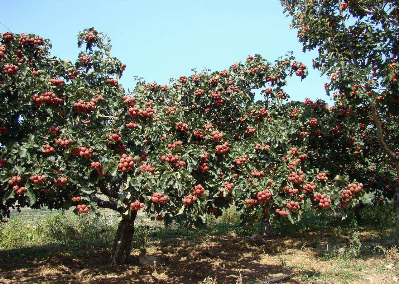 山楂树之恋程jiajia,山楂树之恋电视剧35集免费