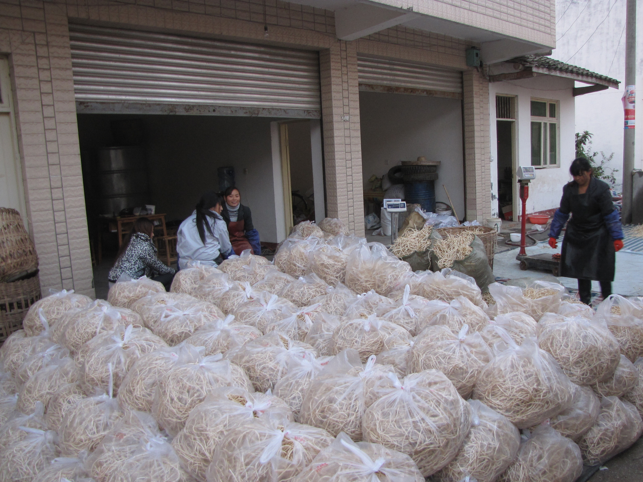 鱼腥草无公害丰产栽培技术,鱼腥草栽培