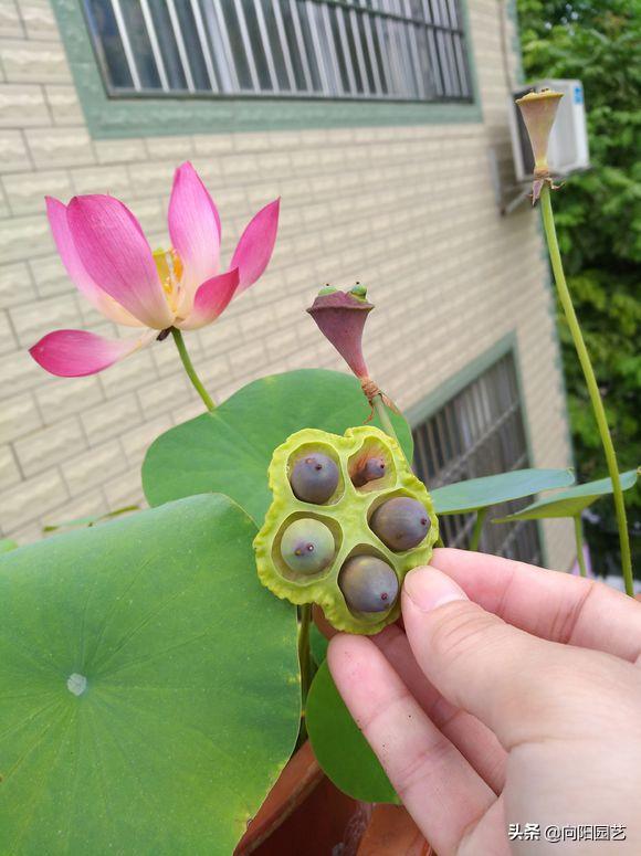 莲子培育盆栽荷花,一粒莲子可种多大的盆