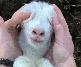 澳大利亚财政部长首推品牌,进国后让柳岩薇娅同时着迷,太疯狂了