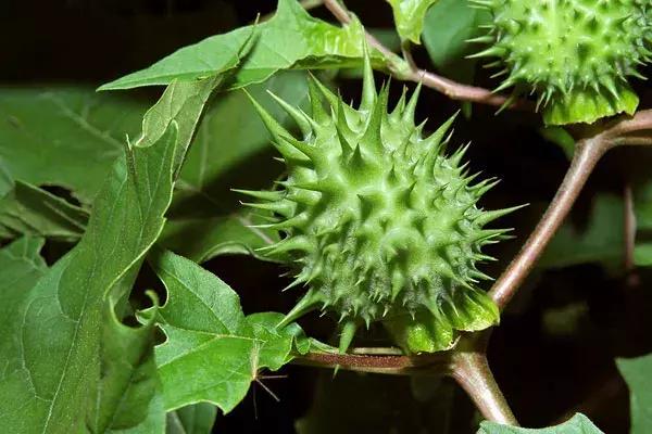 汉蒙,汗蒙药是啥