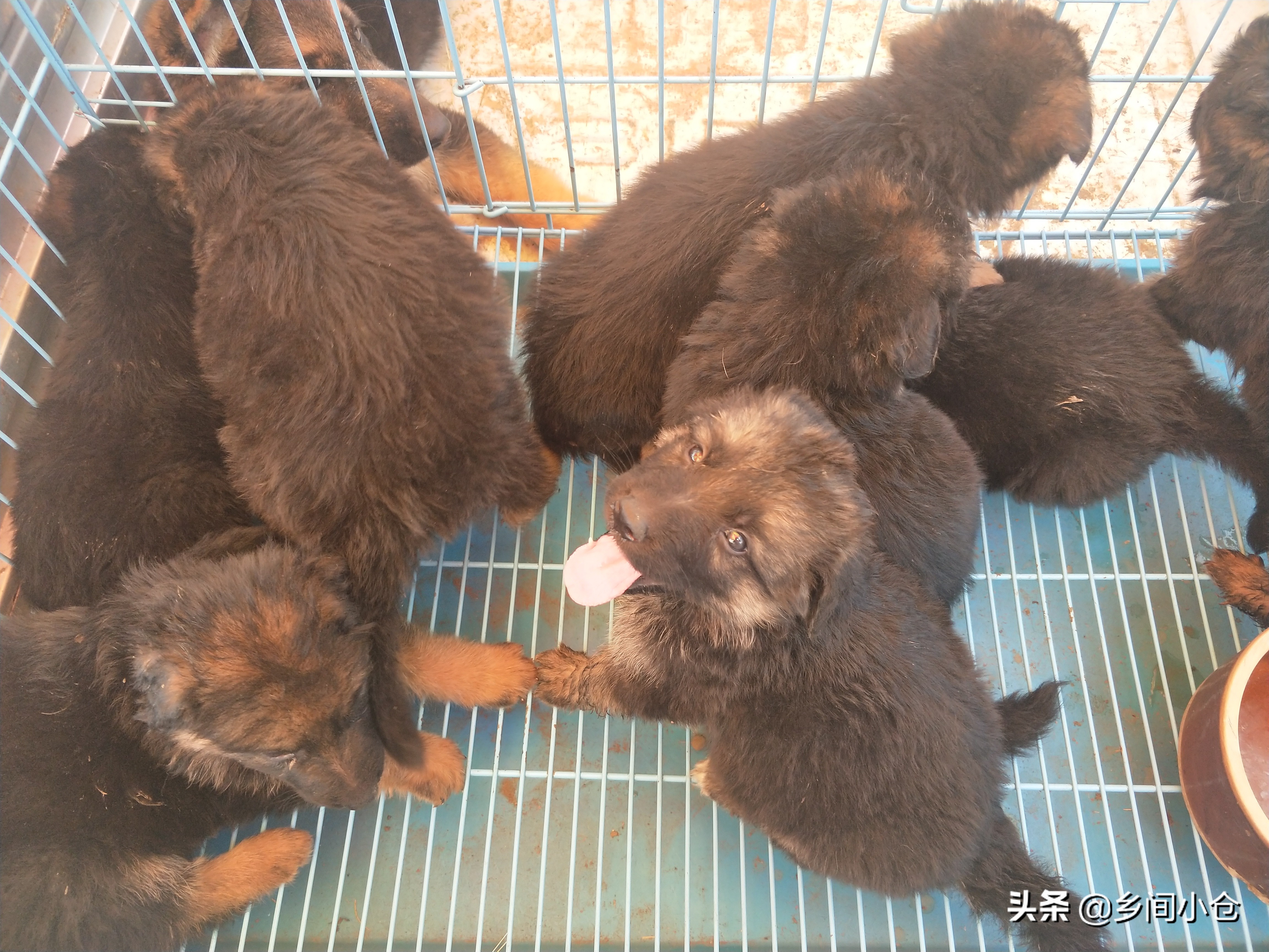 小妹子逛狗市遇到没见过的品种,大型狗市都有什么品种