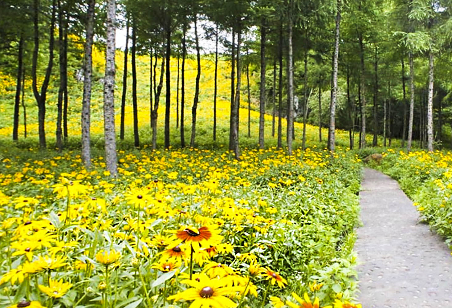 黄金菊属于什么菊花,湖北黄金菊有哪些