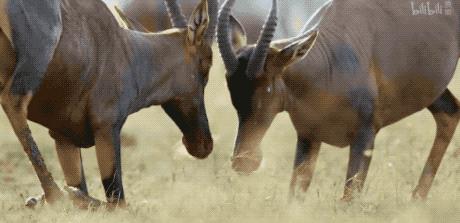 9.9恋爱游戏,9.9分恋爱番