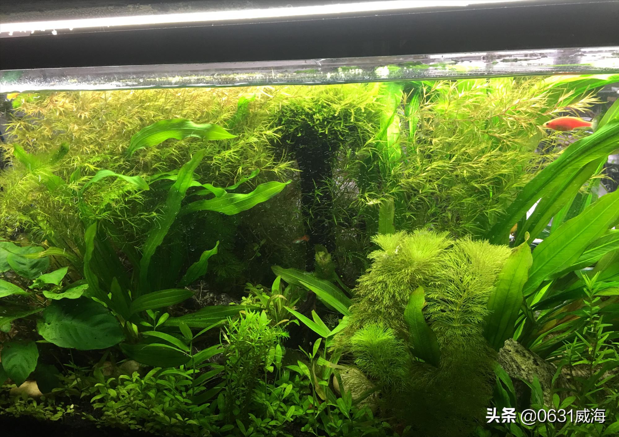 鱼缸饲养鱼多有什么诀窍,观赏鱼鱼缸水质怎么选合适