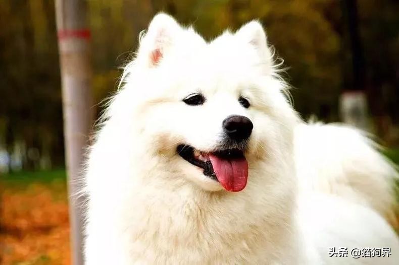 家有狗狗太吵闹5招让它不再叫,家里的狗狗有攻击性怎么办