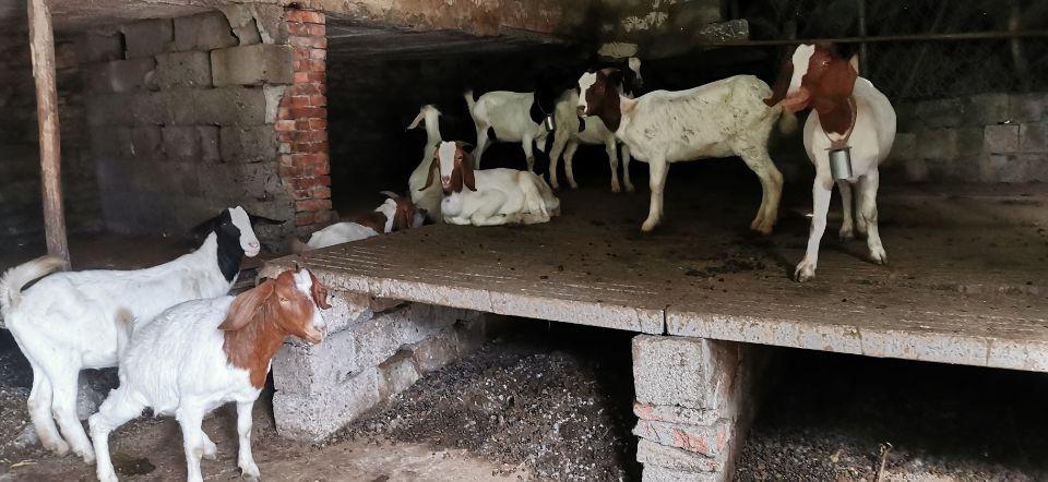 看“渔翁”如何蜕变为“羊倌”｜湖北长江禁渔纪实