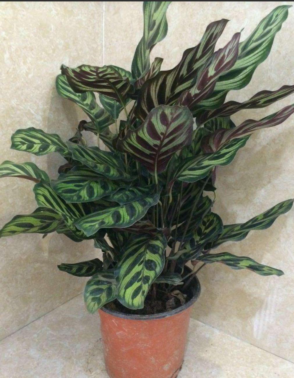 天热植物怎么浇水,七彩竹芋养护方法和注意事项