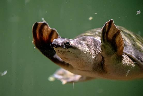 如何避免成为千篇一律的网红脸,怎么样打造网红脸