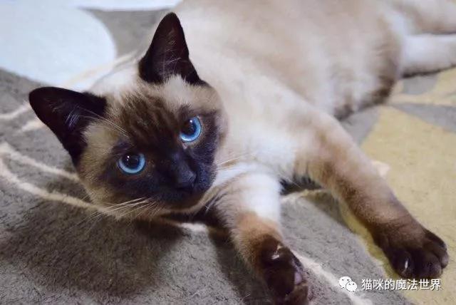 猫咪品种大盘点3：暹罗猫
