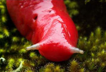 堪比国宝存在的蛞蝓，一种只剩60只，另一种可以改善土壤