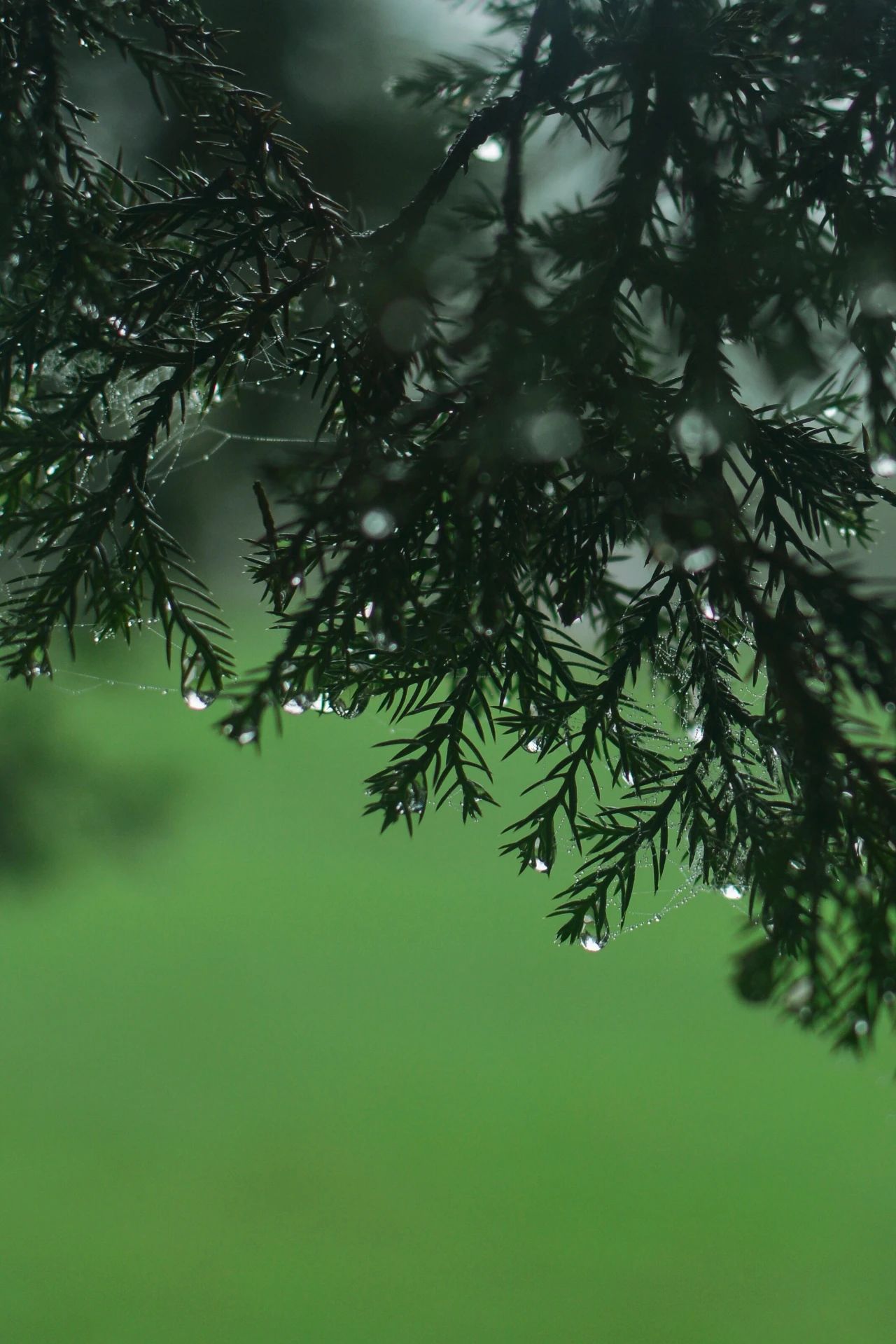 重庆的行道树有哪些,重庆高山老树