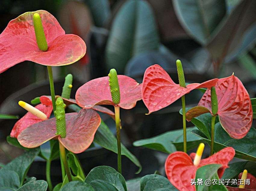 花烛叶子变黄是什么原因引起的,花烛叶片枯萎了怎么处理