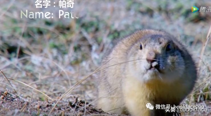 你这个坏怂，尽显渣之本色