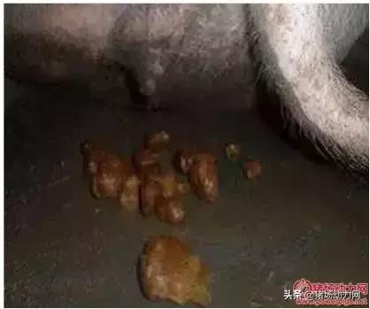 看过来，母猪体温过低的三大内因及实用解决方案！