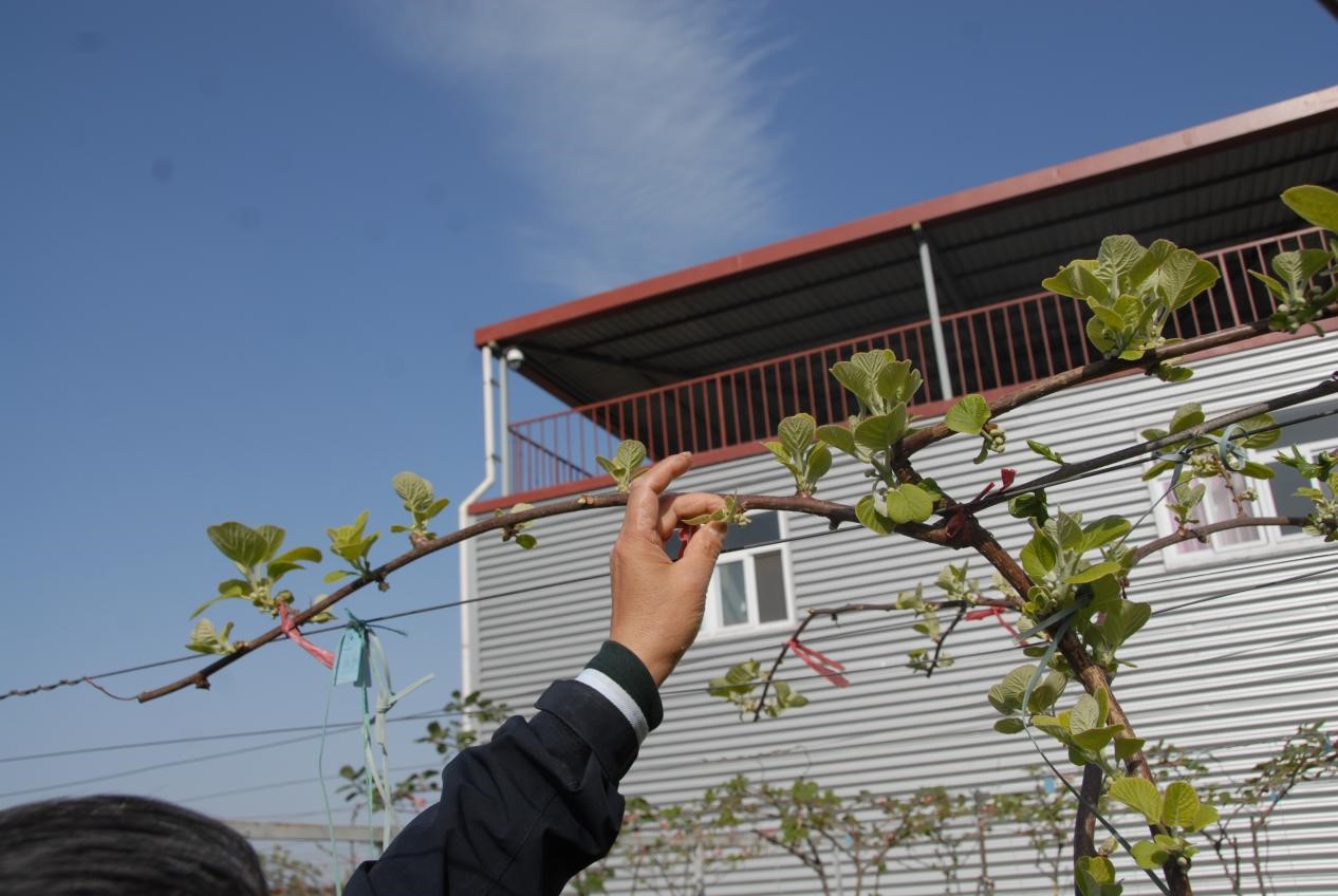 猕猴桃抹芽技术要点,猕猴桃幼树抹芽方法视频