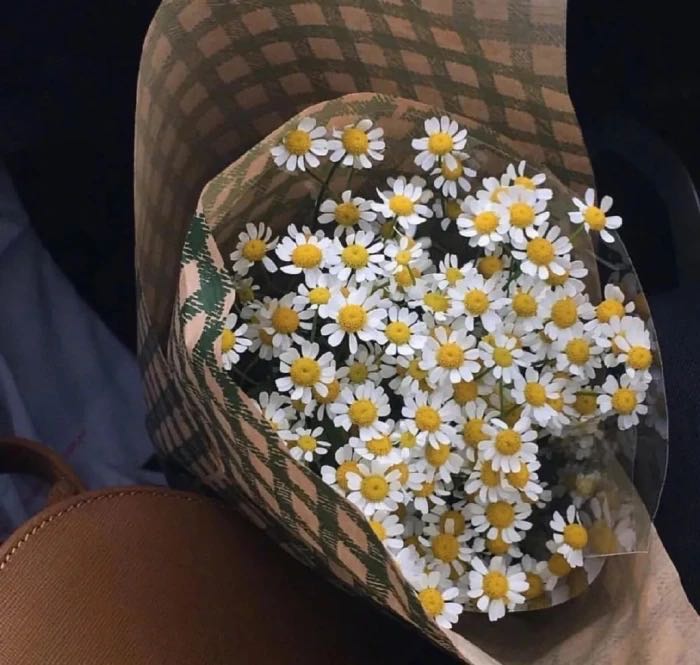 小雏菊带香味,小雏菊花果香