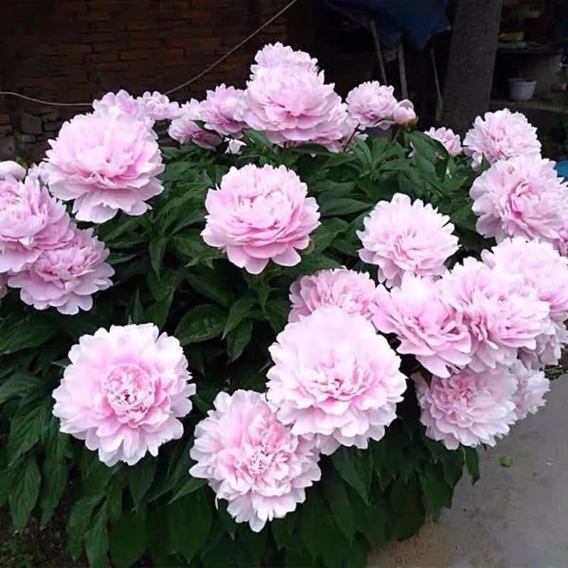 养花人最值得养的十二种花，一种花一种风华，你家养了几种？