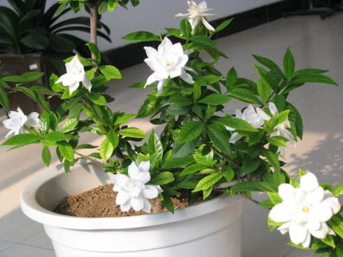 养栀子花的五个小窍门,养栀子花记住四点可让叶绿花多