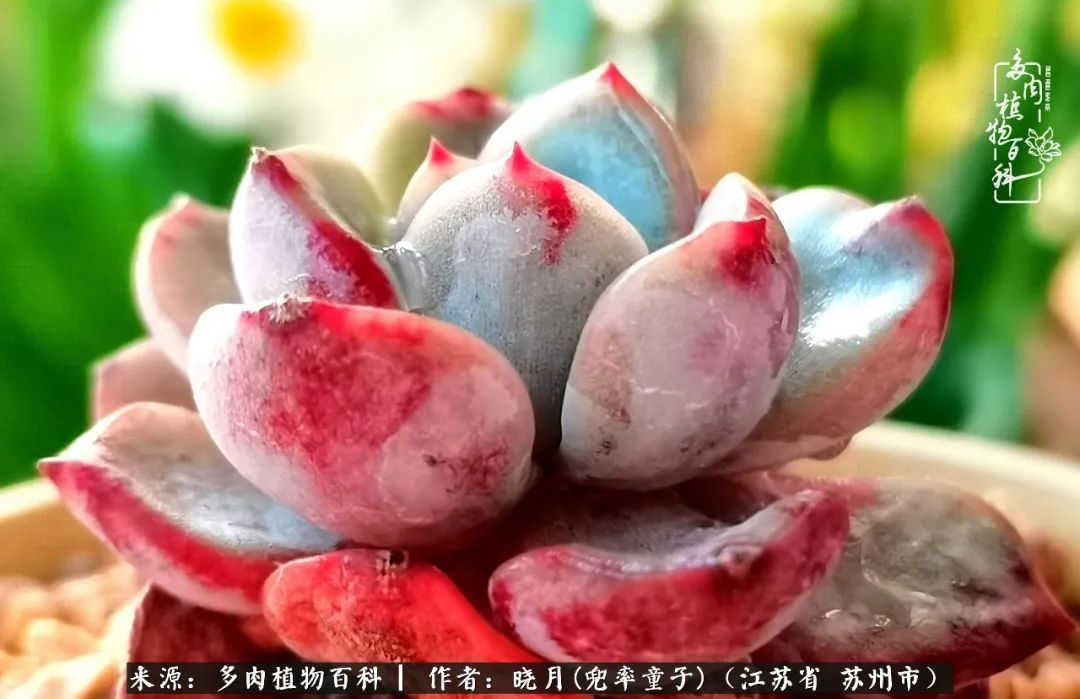 六年时间环游22个国家,却被多肉小萌物征服