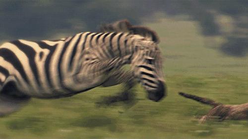 非洲斑马，食草动物界扛把子