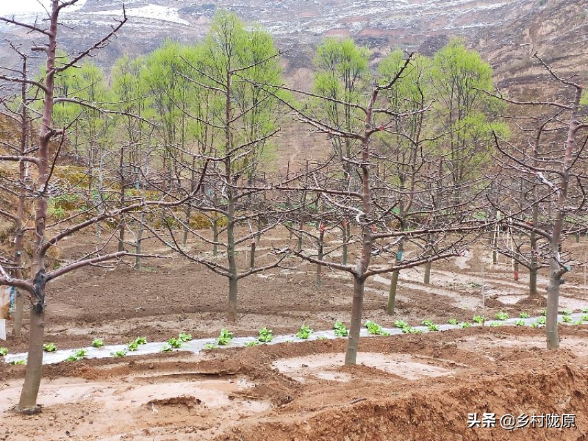 为什么果树都要矮化修剪,矮化砧苹果树为什么树不旺